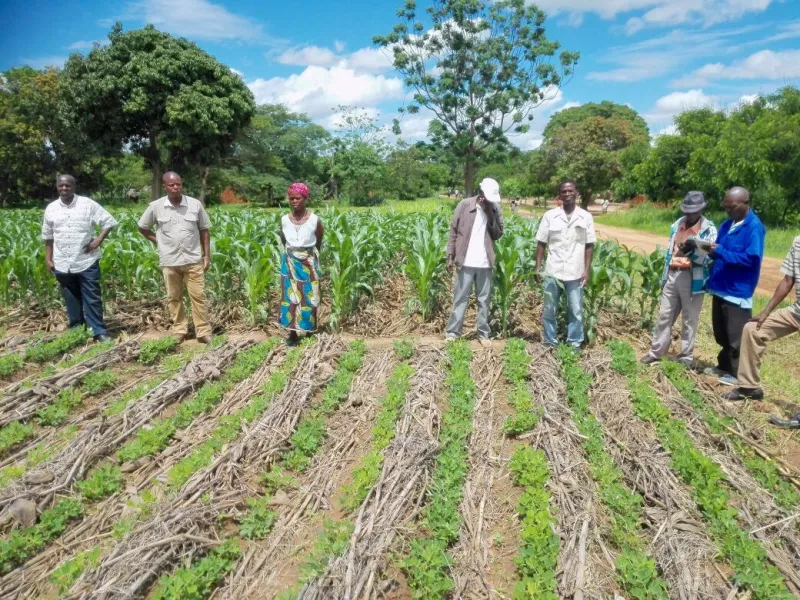 Agronegócio em Moçambique: Guia Estratégico para Empresas Brasileiras que Querem Liderar o Campo Africano